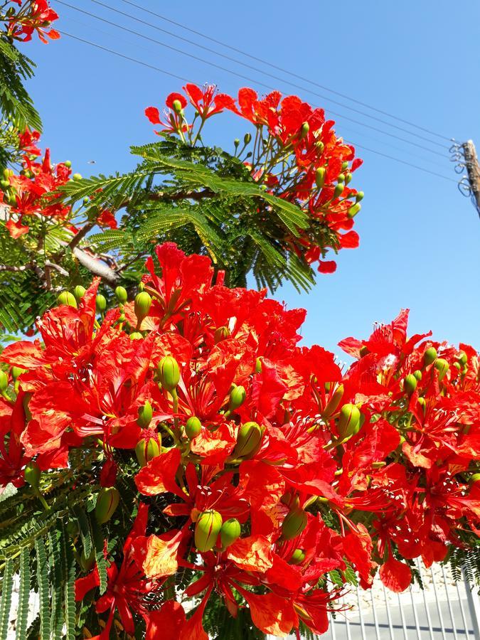 Paradise Gardens Διαμέρισμα Πάφος Εξωτερικό φωτογραφία