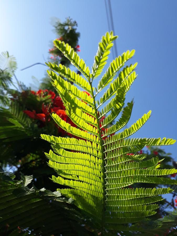 Paradise Gardens Διαμέρισμα Πάφος Εξωτερικό φωτογραφία